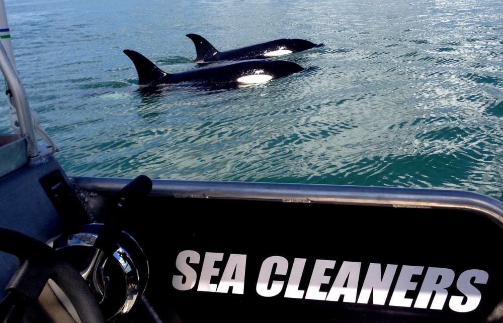 Two Orcas sighted near our boat in the Manukau       Harbour, April 2015